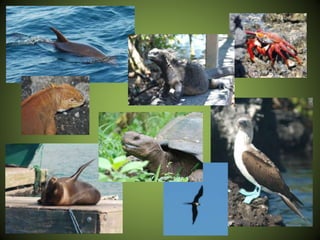 14 - The Galapagos Islands
