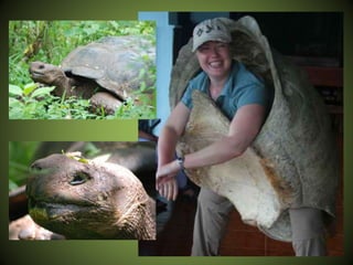 14 - The Galapagos Islands