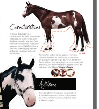 A beleza da pelagem e a
característica dócil são os principais
atrativos para os criadores.A cor
do pêlo e o padrão fazem do Paint
Horse um cavalo único, valorizando
qualquer haras. Cada Paint Horse
tem uma combinação particular
de branco e qualquer outra cor
dos eqüinos.
Características
As manchas podem ser de qualquer forma ou
tamanho e podem ser localizadas virtualmente
em qualquer lugar do corpo do animal. Embora os
Paints tenham uma variação de cores com manchas
diferentes, existem somente três especiﬁcações do
padrão do pêlo: Overo, Tobiano e Tovero
Aptidões:Considerado um dos cavalos mais versáteis,
é utilizado nascorridas planas, salto, provas
de rédeas, tambores, balizas, hipismo rural
e lida com o gado.
 