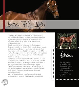 Esta raça tem origem em Inglaterra, como o próprio
nome indica.No entanto, a raça que agora conhecemos
foi um cruzamento intencional de raças, feito com
o único propósito de se obter uma raça de bons
cavalos de corrida.
E estamos realmente perante um velocista puro.
Esta raça pode ter-se desenvolvido a partir de um cavalo
autóctone, que não sofreu quaisquer alterações, dado
o seu isolamento nas ilhas britânicas até ao sec. XVII.
Muitas das raças europeias foram cruzadas com espécies
nórdicas, de cavalos mais pesados e muito robustos,
mas mais lentos.
Como este cavalo autóctone não o foi, manteve as suas
características, sendo mais tarde cruzado com o Árabe
e com raças orientais muito ágeis, sendo o resultado o
que hoje conhecemos como puro sangue inglês.
O Puro Sangue Inglês conquistou o mundo graças à
sua velocidade e resistência, sendo usado em corridas
pelos quatro cantos do planeta, onde continua a
manter o domínio.
Além de velocista, este cavalo é um bom saltador
de obstáculos e um bom cavalo de sela para passeio.
História P S Inglês
Aptidões:Corridas planas
ou também com
obstáculos, provas
e percursos de
salto, adestramento
e equitação,
principalmente a
clássica.
29
 