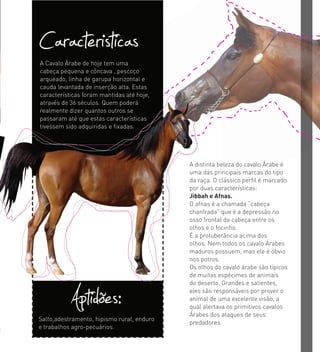 A distinta beleza do cavalo Árabe é
uma das principais marcas do tipo
da raça. O clássico perﬁl é marcado
por duas características:
Jibbah e Afnas.
O afnas é a chamada “cabeça
chanfrada” que é a depressão no
osso frontal da cabeça entre os
olhos e o focinho.
É a protuberância acima dos
olhos. Nem todos os cavalo Árabes
maduros possuem, mas ele é óbvio
nos potros.
Os olhos do cavalo árabe são típicos
de muitas espécimes de animais
do deserto. Grandes e salientes,
eles são responsáveis por prover o
animal de uma excelente visão, a
qual alertava os primitivos cavalos
Árabes dos ataques de seus
predadores.
A Cavalo Árabe de hoje tem uma
cabeça pequena e côncava , pescoço
arqueado, linha de garupa horizontal e
cauda levantada de inserção alta. Estas
características foram mantidas até hoje,
através de 36 séculos. Quem poderá
realmente dizer quantos outros se
passaram até que estas características
tivessem sido adquiridas e ﬁxadas.
Caracteristicas
Salto,adestramento, hipismo rural, enduro
e trabalhos agro-pecuários.
Aptidões:
A distinta beleza do cavalo Árabe éA distinta beleza do cavalo Árabe é
uma das principais marcas do tipouma das principais marcas do tipo
da raça. O clássico perﬁl é marcadoda raça. O clássico perﬁl é marcado
por duas características:por duas características:
Jibbah e Afnas.ibbah e Afnas.
O afnas é a chamada “cabeça
chanfrada” que é a depressão no
osso frontal da cabeça entre os
olhos e o focinho.
É a protuberância acima dos
olhos. Nem todos os cavalo Árabes
maduros possuem, mas ele é óbvio
nos potros.
Os olhos do cavalo árabe são típicos
de muitas espécimes de animais
do deserto. Grandes e salientes,
através de 36 séculos. Quem poderá
realmente dizer quantos outros se
passaram até que estas características
tivessem sido adquiridas e ﬁxadas.
 