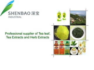 Professional supplier of Tea leaf,
Tea Extracts and Herb Extracts
 