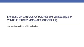 EFFECTS OF VARIOUS CYTOKINES ON SENESCENCE IN
VENUS FLYTRAPS (DIONAEA MUSCIPULA)
Jordan Horrocks and Nickolas Bray
 