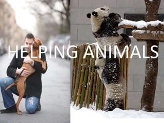 HELPING ANIMALS
 