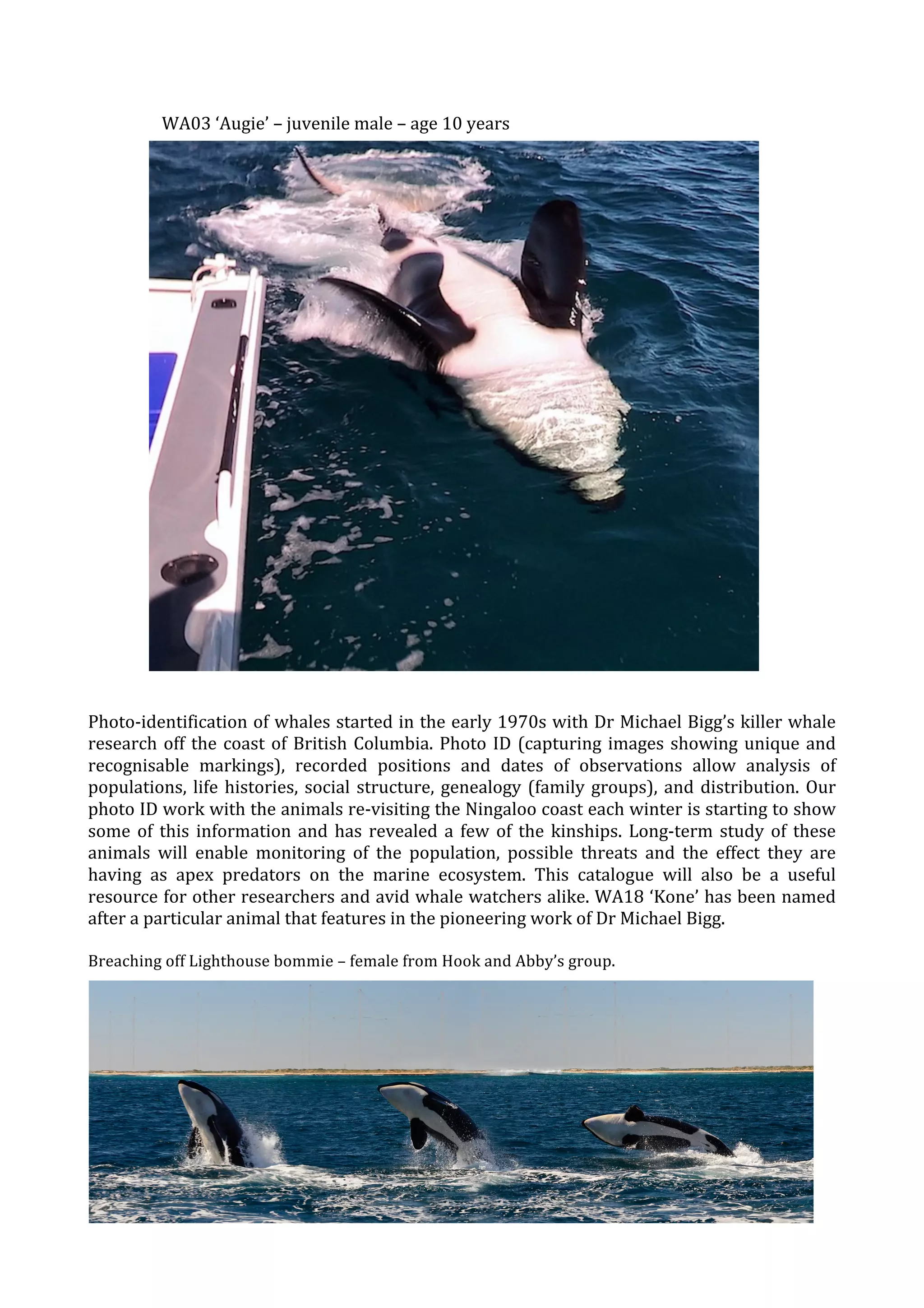 WA Orca Catalog_print3 PDF