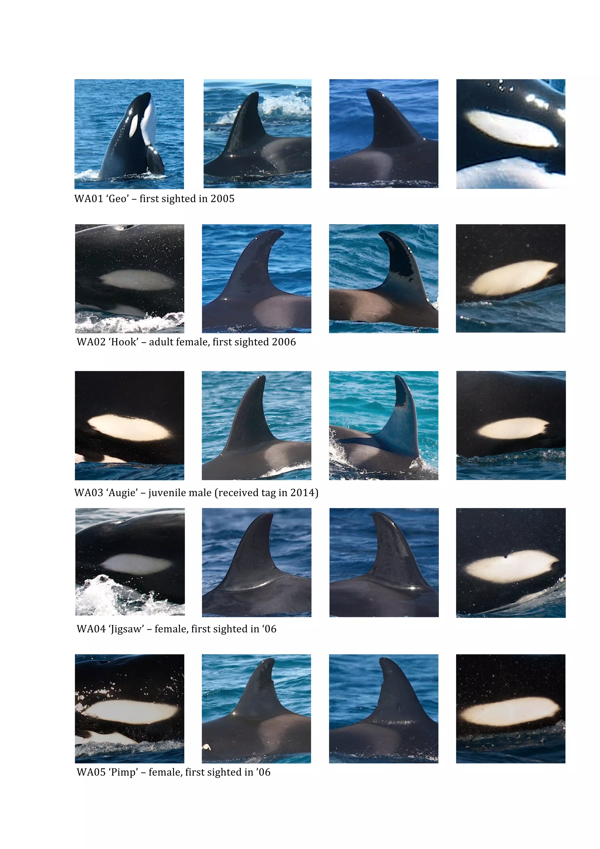 WA Orca Catalog_print3 PDF