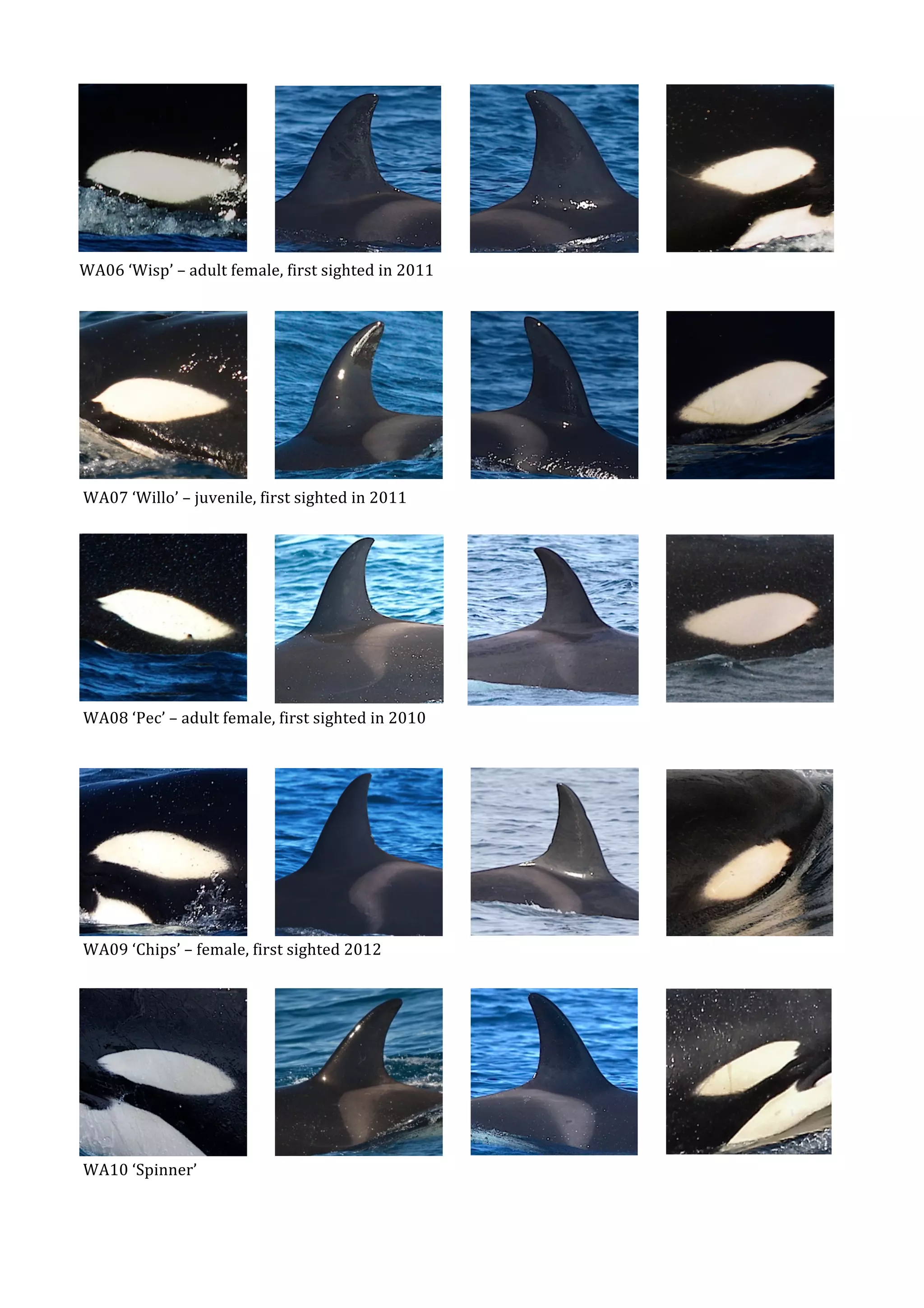 WA Orca Catalog_print3 PDF