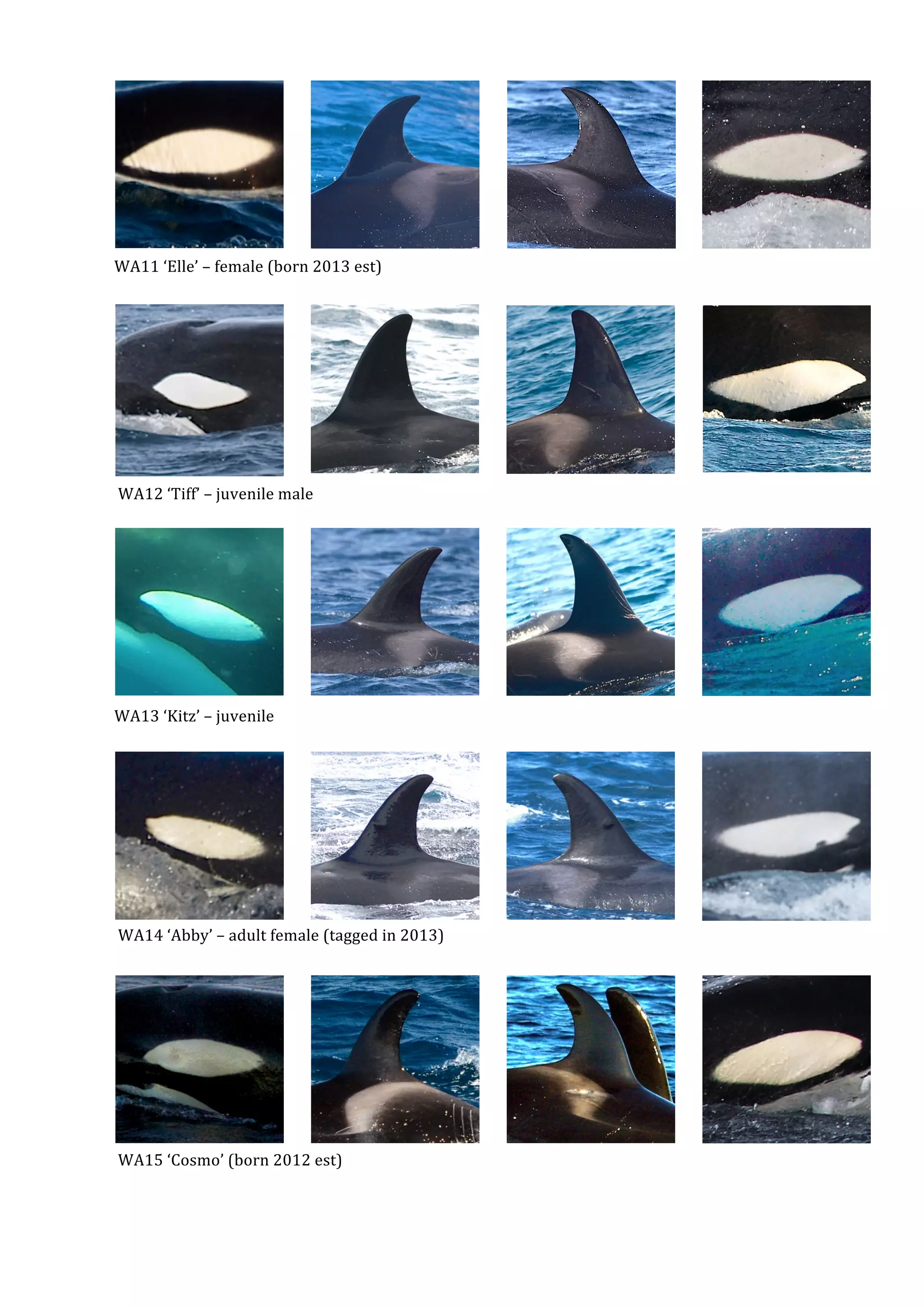 WA Orca Catalog_print3 PDF