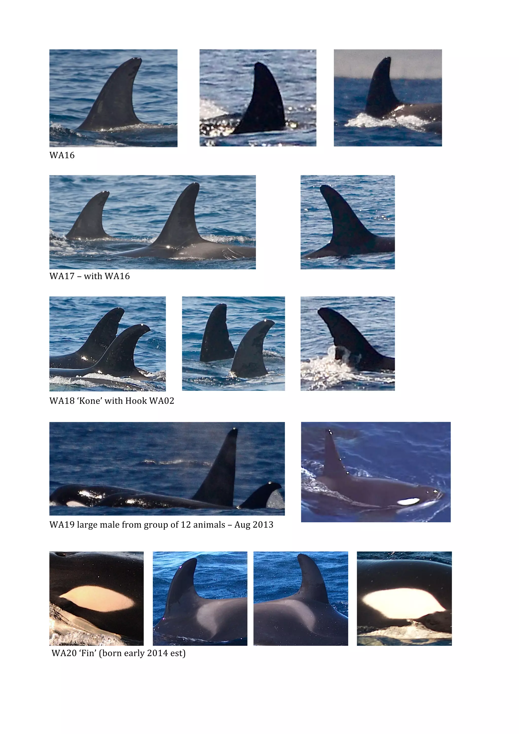 WA Orca Catalog_print3 PDF