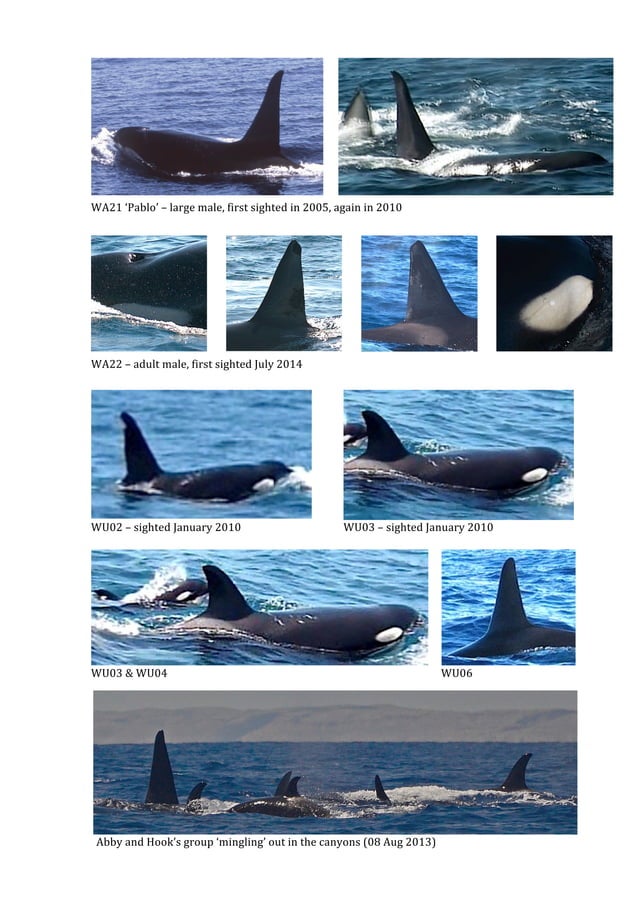 WA Orca Catalog_print3 PDF