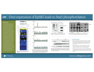 Over-expression of EphB1 leads to Stat3 phosphorylation#227
www.cellsignal.com
Danielle Swain, Richard Noring, Jake Knowles, Roberto Campos-González and Zev Gechtman. Cell Signaling Technology Inc. 3 Trask lane, Danvers, MA 01923
The Receptor Tyrosine Kinase (RTK) family com-
prises some important disease drivers. Over-ex-
pressed or mutated RTKs in disease may lead to
aberrant phosphorylation of intracellular signaling
molecules. Therefore it is desirable to monitor
simultaneously the activation levels of RTKs and
signaling nodes. Here we used a multiplexed
antibody array to monitor the phosphorylation of
28 RTKs and 11 intracellular signaling molecules
simultaneously. We have observed a strong signal
on a spot corresponding to phospho-Stat3 (Tyr705)
with lysates derived from CHO cells transiently
over-expressing EphB1. The strong Phospho-Stat3
signal was not seen in non-transfected cells or in
lysates made form cells transfected with several
other Eph family members. Western blotting with
phospho-speciﬁc antibodies showed an increase
in Stat3 phosphorylation on Tyr705 in CHO cells
upon EphB1 ectopic expression. The amounts of
Tyr705 Stat3 phosphorylation positively correlated
with the levels of EphB1 protein. Co-precipitation
experiments showed that EphB1 and Stat3 interact
both in CHO cells and MCF-7 breast cancer cells.
Phosphorylated Jak2 was not found in these im-
muno-precipitates suggesting an involvement of
another tyrosine kinase in Stat3 phosphorylation
in cells over-expressing EphB1. Consistently with
these observations, a potent Jak1 and Jak2 inhibitor
INCB018424 inhibited the basal but not the EphB1
induced Stat3 Tyr705 phosphorylation in transfected
CHO cells. These results suggest that EphB1
over-expression may bypass the requirement in Jak
kinase and lead to Stat3 activation either directly or
through another receptor-tethered kinase.
Abstract
• Evidence for interaction between Stat 3 and EphB1 was obtained by co-precipitation
experiments. EphB1 was overexpressed in CHO cells and was immuno-precipitated
using two different Stat3 antibodies directed against two distinct epitopes within
Stat3. The interaction between Stat3 and EphB1 could be either direct or indirect
(part of a complex).
• Overexpression of EphB1 leads to increase in Stat3 phosphorylation on Tyr705.
Increase in the phosphorylation of Stat3 on Tyr705 is typically associated with
its activation and translocation to the nucleus to modulate gene expression.
• The tyrosine kinase that is responsible for the increase in Stat3 Tyr705 phosphorylation
in cells overexpressing EphB1 is not of the Jak family. This is evidenced by the lack of
inhibition of EphB1 induced Stat3 Tyr705 phosphorylation by a Jak inhibitor compound
INCB018424.
Conclusion
Fig. 1: Heat map display of PathScan®
RTK array (ﬂuorescent
readout) results. CHO cells were transiently transfected with
various RTKs.
Signal
Phospho-Stat3
0
3000
6000
9000
12000
15000
M-CSFR Axl Tie2 FGFR1 FGFR4RetTyro3RonEphB4EphB3EphB1EphA3EphA2EphA1
0
2000
4000
6000
8000
10000
M-CSFR Axl Tie2 FGFR1 FGFR4RetTyro3RonEphB4EphB3EphB1EphA3EphA2EphA1
Phospho-Src
Signal
0
2000
4000
6000
8000
10000
M-CSFR Axl Tie2 FGFR1 FGFR4RetTyro3RonEphB4EphB3EphB1EphA3EphA2EphA1
Phospho-Erk1/2
Signal
0
4000
8000
12000
16000
18000
M-CSFR Axl Tie2 FGFR1 FGFR4RetTyro3RonEphB4EphB3EphB1EphA3EphA2EphA1
Phospho-S6
Signal
Fig. 2: Speciﬁc signal associated with the spot corresponding to Phospho-Stat 3
(Tyr705) is seen upon overexpression of EphB1. CHO Cells were transfected with
expression vectors encoding various RTKs. Lysates were prepared and analyzed
using PathScan®
RTK array (Fluorescent Readout #7949). Signals associated with
spots corresponding to p-Stat3, p-Src, p-Erk1/2 and p-S6 are shown.
INCB018424, µM 0 0.03 0.1 0.5 2.5 10
CHOMock
pStat3
(Tyr705)
Stat3
pJak2
(Tyr1007/1008)
0 0.03 0.1 0.5 2.5 10
CHO EphB1
Fig. 5: EphB1 induces Stat3 (Tyr705) phosphorylation. CHO cells were either mock transfected
or transfected with EphB1 encoding construct. Cells were treated with various concentrations of
the Jak inhibitor compound INCB0184242 for 1.5 hrs. Lysates were analyzed by western blot with
various antibodies indicated in the ﬁgure.
– + – +
Total Lysate
pStat3 (Tyr705)pYBlot:
– + – +
IP Total Stat3 Total Lysate IP Total Stat3
EphB1
cDNA:
Fig. 3: Evidence for EphB1 and Stat3 interaction in CHO cells transfected
with EphB1-Flag. (Stat3 antibodies used in IP #9312 Rabbit polyclonal)
p-Stat3
Mock
A B CIP:
Blot:
Total Stat3 Flag
EphB1
A B C
Mock
A B C
EphB1
A B C
pY
Mock
A B C
EphB1
A B C
Fig. 4: Co-precipitation of ectopically expressed EphB1-Flag with endogenous Stat3 in CHO cells. IP
with EphB1 ectodomain mAb (A) Flag antibodies (B), Stat3 Rabbit mAb Antibodies #2358 (C).
EphB1
 