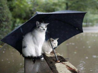 %D9%85%d8%af%d9%8a%d8%a7%d8%b3%d8%aa%d9%8a%d9%86%d9%8a%d8%aa