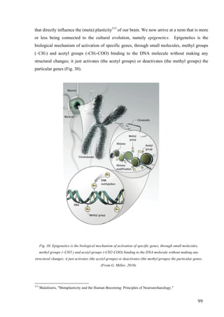 99	
that directly influence the (meta) plasticity315
of our brain. We now arrive at a term that is more
or less being connected to the cultural evolution, namely epigenetics. Epigenetics is the
biological mechanism of activation of specific genes, through small molecules, methyl groups
(–CH3) and acetyl groups (-CH2-COO) binding to the DNA molecule without making any
structural changes; it just activates (the acetyl groups) or deactivates (the methyl groups) the
particular genes (Fig. 30).
Fig. 30. Epigenetics is the biological mechanism of activation of specific genes, through small molecules,
methyl groups (–CH3 ) and acetyl groups (-CH2-COO) binding to the DNA molecule without making any
structural changes; it just activates (the acetyl groups) or deactivates (the methyl groups) the particular genes.
(From G. Miller, 2010).
																																																								
315
Malafouris, "Metaplasticity and the Human Becoming: Principles of Neuroarchaeology."
 