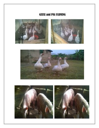 GEESE and PIG FARMING
 