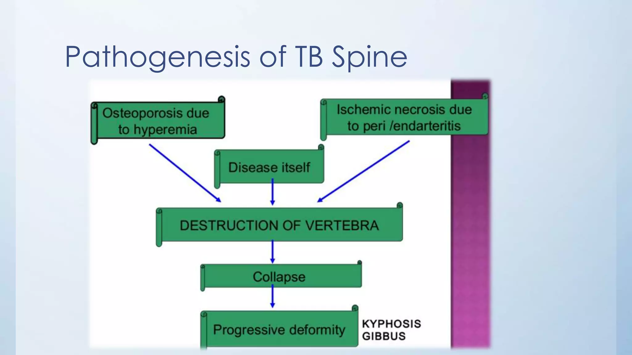 Pathogenesis of TB Spine
 