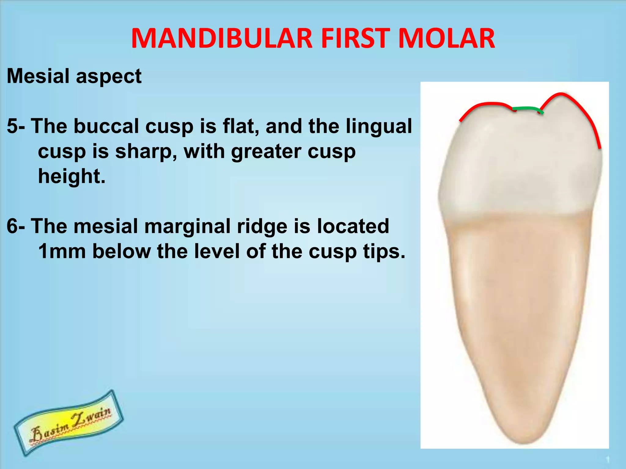 Mandibular molars | PPT