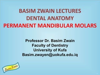 BASIM ZWAIN LECTURES
DENTAL ANATOMY
PERMANENT MANDIBULAR MOLARS
Professor Dr. Basim Zwain
Faculty of Dentistry
University of Kufa
Basim.zwayen@uokufa.edu.iq
 