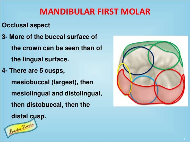 mandibular first molar