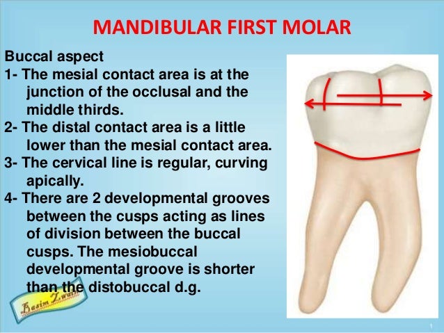 mandibular first molar