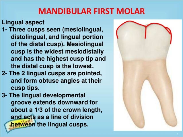 mandibular first molar