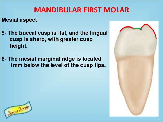 mandibular first molar