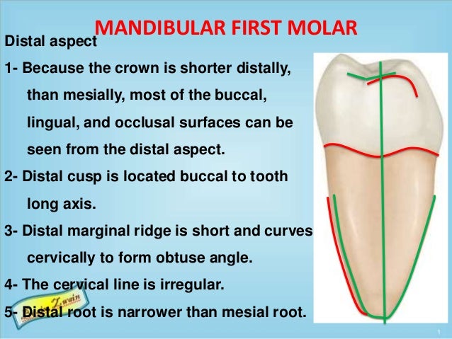 mandibular first molar