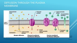 DIFFUSION THROUGH THE PLASMA
MEMBRANE
3/11/2018Y.Vamsi Krishna 17BCB0054
10
 