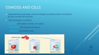 OSMOSIS AND CELLS
 Important because large volume changes caused by water movement
disrupt normal cell function
 Cell shrinkage or swelling
Isotonic: cell neither shrinks nor swells
Hypertonic: cell shrinks (crenation)
Hypotonic: cell swells (lysis)
3/11/2018Y.Vamsi Krishna 17BCB0054
12
 