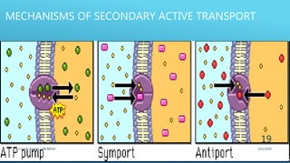 MECHANISMS OF SECONDARY ACTIVE TRANSPORT
3/11/2018Y.Vamsi Krishna 17BCB0054
19
 