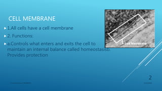 CELL MEMBRANE
1.All cells have a cell membrane
2. Functions:
a.Controls what enters and exits the cell to
maintain an internal balance called homeostasisb.
Provides protection
3/11/2018Y.Vamsi Krishna 17BCB0054
2
 