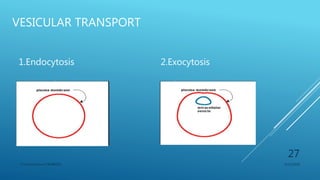 VESICULAR TRANSPORT
1.Endocytosis 2.Exocytosis
3/11/2018Y.Vamsi Krishna 17BCB0054
27
 