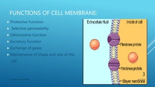 FUNCTIONS OF CELL MEMBRANE:
 Protective Function
 Selective permeability
 Absorptive function
 Excretory function
 Exchange of gases
 Maintenance of shape and size of the
cell
3/11/2018Y.Vamsi Krishna 17BCB0054
3
 