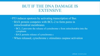 BUT IF THE DNA DAMAGE IS
EXTENSIVE
 P53 induces apotosis by activating transcription of Bax
 BAX protein competes with BCL-2 to form pores in
mitochondrial membranes
 BCL-2 prevents the release of cytochrome c from mitochondria into the
cytoplasm
 BAX permits release of cytochrome c
 When released, cytochrome c stimulates caspase activation
17BCB0087 A.G.Harith Laxman
 