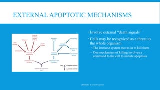 EXTERNAL APOPTOTIC MECHANISMS
 Involve external “death signals”
 Cells may be recognized as a threat to
the whole organism
 The immune system moves in to kill them
 One mechanism of killing involves a
command to the cell to initiate apoptosis
17BCB0087 A.G.Harith Laxman
 