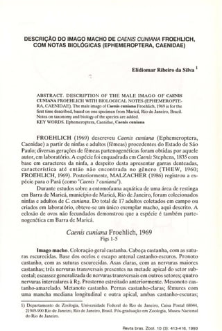 DESCRiÇÃO DO IMAGO MACHO DE CAENlS CUNIANA FROEHUCH, 
COM NOTAS BIOLÓGICAS (EPHEMEROPTERA, CAENIDAE) 
Elidiomar Ribeiro da Silva 1 
ABSTRACT. DESCRIPTION OF THE MALE IMAGO OF CAENIS 
CUNIANA FROEHLICH WITH BIOLOGICAL NOTES (EPHEMEROPTE­RA, 
CAENlDAE). The male imago ofCaenis euniana Froehlich, 1969 is for the 
first time described, based on one specimen from Maricá, Rio de Janeiro, Brazil. 
Notes on taxonomy and biology of the species are added. 
KEY WORDS. Ephemeroptera, Caenidae, Caenis euniana 
FROEHLICH (1969) descreveu Caenis cuniana (Ephemeroptera, 
Caenidae) a partir de ninfas e adultos (fêmeas) procedentes do Estado de São 
Paulo; diversas gerações de fêmeas partenogenéticas foram obtidas por aquele 
autor, em laboratório. A espécie foi enquadrada em Caenis Stephens, 1835 com 
base em caracteres da ninfa, a despeito desta apresentar garras denteadas, 
característica até então não encontrada no gênero (THEW, 1960; 
FROEHLICH, 1969). Posteriormente, MALZACHER (1986) registrou a es­pécie 
para o Pará (como "Caenis ? cuniana"). 
Durante estudos sobre a entomofauna aquática de uma área de restinga 
em Barra de Maricá, município de Maricá, Rio de Janeiro, foram colecionados 
ninfas e adultos de C. cuniana. Do total de 17 adultos coletados em campo ou 
criados em laboratório, obteve-se um único exemplar macho, aqui descrito. A 
eclosão de ovos não fecundados demonstrou que a espécie é também parte­nogenética 
em Barra de Maricá. 
Caenis cuniana Froehlich, 1969 
Figs 1-5 
Imago macho. Coloração geral castanha. Cabeça castanha, com as sutu­ras 
escurecidas. Base dos ocelos e escapo antenal castanho-escuros. Pronoto 
castanho, com as suturas escurecidas. Asas claras, com as nervuras maiores 
castanhas; três nervuras transversais presentes na metade apical do setor sub­costal; 
escassez generalizada de nervuras transversais em outros setores; quatro 
nervuras intercalares à R2. Prosterno estreitado anteriormente. Mesonoto cas­tanho- 
amarelado. Metanoto castanho. Pernas castanho-claras; fêmures com 
uma mancha mediana longitudinal e outra apical, ambas castanho-escuras; 
1) Departamento de Zoologia, Universidade Federal do Rio de Janeiro, Caixa Postal 68044, 
21949-900 Rio de Janeiro, Rio de Janeiro, Brasil. Pós-graduação em Zoologia, Museu Nacional 
do Rio de Janeiro. 
Revta bras. Zool. 10 (3): 413-416, 1993 
 