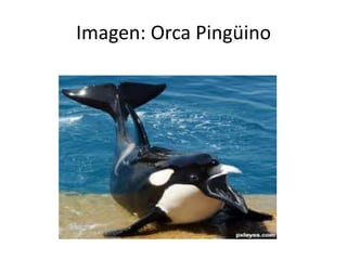 Imagen: Orca Pingüino
 