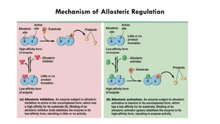 Comprehensive Overview of Enzymes: Structure, Function, and Regulation ...