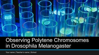 Observing Polytene Chromosomes
in Drosophila Melanogaster
Your name | Teacher’s name | School
 