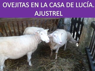 DIA 3º EN FATIMA. PPS