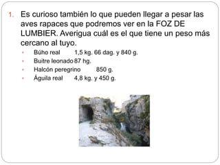 1. Es curioso también lo que pueden llegar a pesar las
aves rapaces que podremos ver en la FOZ DE
LUMBIER. Averigua cuál e...