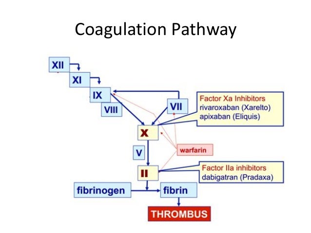 coagulation cascade warfarin
