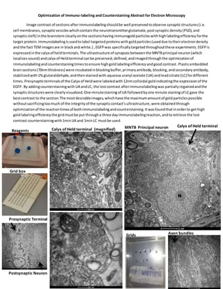 Optimization of Immuno-labeling and Counterstaining Abstract for Electron Microscopy
Image contrast of sections afterimmunolabelingshouldbe well preserved toobserve synapticstructures(i.e.
cell membranes, synapticvesicles whichcontainthe neurotransmitterglutamate,postsynapticdensity(PSD),and
synapticcleft) inthe brainstem clearly onthe sectionshavingimmunogoldparticles withhighlabelingefficiency forthe
target protein. ImmunolabelingIsusedtolabel targetedproteinswithgoldparticles(useddue totheirelectrondensity
and the fact TEM imagesare in blackand white.) ,EGFPwas specificallytargetedthroughoutthese experiments.EGFPis
expressedinthe calyx of heldterminals. The ultrastructure of synapses betweenthe MNTBprincipal neuron (which
localizessound) andcalyx of Heldterminalcanbe preserved,defined,andimagedthroughthe optimizationof
immunolabelingandcounterstaining timestoensure highgoldlabelingefficiencyandgoodcontrast.Plasticembedded
brainsections(70nmthickness) were incubatedinblockingbuffer,primaryantibody,blocking, andsecondary antibody,
stabilizedwith 1%glutaraldehyde,andthenstainedwith aqueousuranyl acetate (UA) andleadcitrate (LC) fordifferent
times.Presynapticterminalsof the Calyx of Heldwere labeledwith12nmcolloidal goldindicatingthe expressionof the
EGFP. By addingcounterstainingwithUA andLC, the lostcontrast afterimmunolabelingwas partially regainedandthe
synapticstructureswere clearlyvisualized. One minutestainingof UA followedbyone minute stainingof LCgave the
bestcontrast to the section.The mostdesirableimages,whichhave the maximumamountof goldparticlespossible
withoutsacrificingtoomuchof the integrityof the synapticcontact’sultrastructure,were obtainedthrough
optimizationof the reactiontimesof bothimmunolabelingandcounterstaining.Itwasfoundthatinorderto get high
goldlabelingefficiencythe gridmustbe put througha three dayimmunolabelingreaction,andtoretrieve the lost
contrast counterstainingwith1minUA and 1minLC mustbe used.
Grids
Reagents
Grid box
Axon bundles
MNTB Principal neuron
N
Calyx of Held terminal
Calyx of Held terminal (magnified)
Presynaptic Terminal
Postsynaptic Neuron
 