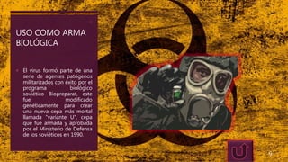 USO COMO ARMA
BIOLÓGICA
10
 El virus formó parte de una
serie de agentes patógenos
militarizados con éxito por el
programa biológico
soviético Biopreparat, este
fue modificado
genéticamente para crear
una nueva cepa más mortal
llamada "variante U", cepa
que fue armada y aprobada
por el Ministerio de Defensa
de los soviéticos en 1990.
9
 
