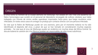 ORIGEN
El virus toma su nombre de la ciudad alemana de Marburgo, fue aislado en 1967 tras una epidemia de
fiebre hemorrágica que cundió en el personal de laboratorio encargado de cultivos celulares que había
trabajado con riñones de simios verdes ugandeses importados hacía poco, que luego resultaron estar
infectados. En todos estos casos el contagio se produjo por contacto directo con una persona infectada.
Se cree que la fiebre de Marburgo puede ser una zoonosis, pero por el momento todavía no ha sido
identificado el depósito del virus, a pesar de que se han tomado en consideración muchas especies
animales. . Se cree que el virus de Marburgo puede ser endémico en muchas áreas del África Central. Se
discute todavía la cuestión de si los filovirus pueden ser responsables de infecciones subclínicas.
3
 