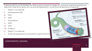 COMPONENTES GENOMA
El genoma del virus es de alrededor de 19 Kb y parece contener el código de 7 productos; el genoma presenta una
disposición lineal de los genes con una zona de superposición. La estructura del genoma es la siguiente:
I. Región 3’ no traducida
II. Nucleoproteína (NP)
III. VP35
IV. VP40
V. Glicoproteína
VI. VP30
VII. VP24
VIII. Proteína L
IX. Región 5’ no traducida
X. El área de superposición se sitúa entre los genes VP30 y VP24
5
 