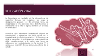REPLICACIÓN VIRAL
La hospedante es mediado por la glicoproteína de
superficie. Incluso los receptores se pega la
glicoproteína pueden ser de distintos tipos, se
desconoce si el virus penetra a través de la fusión de la
membrana o si a esto se agrega también un proceso
de endocitosis.
El virus es capaz de infectar casi todos los órganos. La
transcripción y replicación del virus ocurre en el
citoplasma de la célula hospedadora. El filamento de
ARN se transcribe, la polimerasa, en una molécula de
ARN, complementaria a la nativa, que luego se
sobrepone por poliadenilación en la terminal 3’ y,
quizás, por inserción de una secuencia externa de la
cola 5’.
6
 