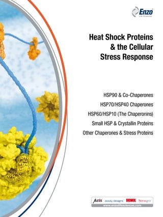 www.enzolifesciences.com
HSP90 & Co-Chaperones
HSP70/HSP40 Chaperones
HSP60/HSP10 (The Chaperonins)
Small HSP & Crystallin Proteins
Other Chaperones & Stress Proteins
Heat Shock Proteins
& the Cellular
Stress Response
 