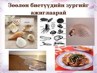 Зөөлөн биетний амьдрах орчин 