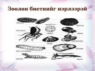 Зөөлөн биетний бүтцийн онцлог,ач холбогдол. 