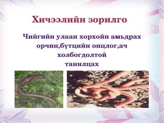 Хичээлийн зорилго Чийгийн улаан хорхойн амьдрах орчин,бүтцийн онцлог,ач холбогдолтой танилцах 
